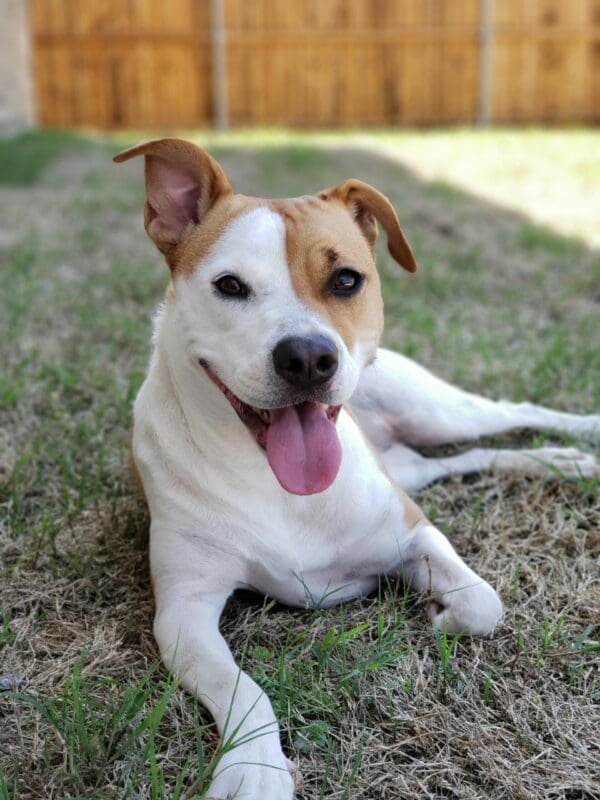 A terrier dog lays out in the backyard